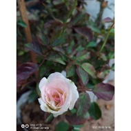 English Rose Id Special