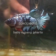 ikan cupang avatar gordon