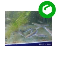 Sale Chana Maru Yellow Sentarum Channa YS 2023 cm ikan predator gab