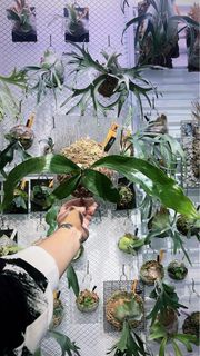 鹿角蕨 Musang King x TT1 孢子苗 ILF 橙牌