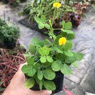 Arachis Pintoi / Pokok Kacang / Peanut plant