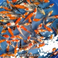 Bibit Ikan Koi Ikan Hias Size 5-6cm