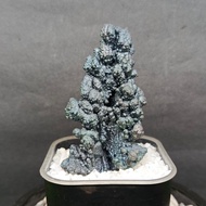 Silver Pillar Leklai 银色柱子力泥 Leklai Goethite 100% Natural Leklai