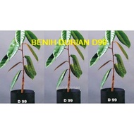 Durian D99 (Pokok Kawin)