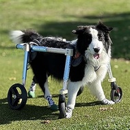 Adjustable Dog Wheelchair for Back Legs - 4-Wheel Pet Mobility Aid for Small, Medium & Large Dogs, S