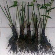 🔥HOT🔥🔥BENIH PAKU PAKIS/POKOK PUCUK PAKU/UNTUK DITANAM/17BATANG