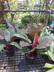 philodendron black cardinal ชอบอยู่ในร่มหรือ แดดรำไร สีแดงอมดำสวยมาก เลี้ยงง่ายโตไว ช้อป กุมารดำ เรียกทรัพย์ (ฟิโลเดนดรอน แบล็คคาดินัล)ฟอร์มใหญ่ กระถาง8นิ้ว