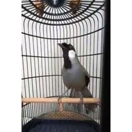 burung poksay hongkong jantan rajin bunyi gacor