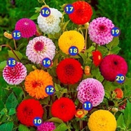 Honeycomb dahlia bulbs (1 bulb) - Standard Bulbs