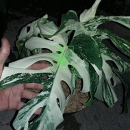 Tanaman Hias Daun Philodendron Monstera Variegata