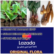 Jual Bibit Temu Kunci Tanaman Temu Kunci Pohon Temu Kunci Temukunci