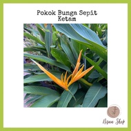 POKOK BUNGA SEPIT KETAM BUNGA KUNING (READY STOCK) anak pokok