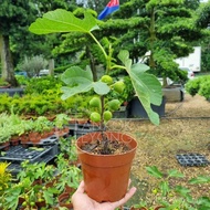 TKL - Outdoor Fig Tree Ficus Carica Pokok Buah Tin Bourgogne Fig/Yellow Long Fig