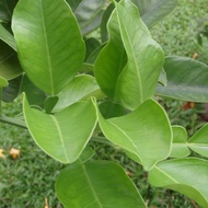 Fresh Pomelo leaves🌿🌿 ship within 24 hours