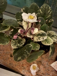 非洲紫羅蘭盆栽 迷你種 斑葉