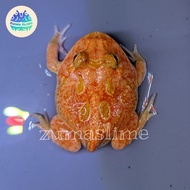 new kodok pacman frog strawberry plus bundling