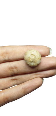 หินโมรา อาเกตแท้ธรรมชาติ หินโบราณ หินแกะสลัก Rare Natural Antique Old Agate Seal Intaglio Animal Engraved Signet Stamp Historical Carved Cabochon Collectible Round Bead