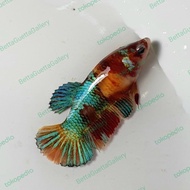 cupang plakat nemo gold galaxy betina real