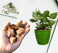 1 SACK ( 10 KILOS ) DRY Coco Chips For Plants Soil Conditioner  Planting Mulch For Potted Plants