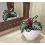 Tanaman Hias Episcia Cupreata Begonia Beludru Coklat Silver Gantung
