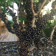 Anggur Brazil Tut / Jaboticaba