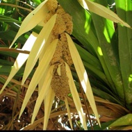 Bunga Pandan Duri / Bunga Pandan Laut