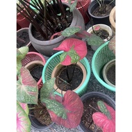 Caladium red beret (cat tumpah)