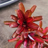 Bromeliad Id Zoey berangkai - Pokok lawa besar / Gha Garden House