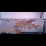 NEW PRODUCT IKAN ARWANA GOLDEN RED