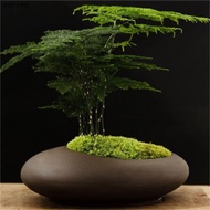 QM🏅Dwarf Dense Leaf Asparagus Fern Green Plant Small Bonsai Desktop Decoration Purple Sand Bonsai Office Purification Ai