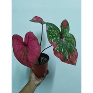 Keladi Cat Tumpah/Caladium cat Tumpah ( Pokok Hidup)