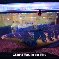 Channa Marulioides Riau Super Jumbo / Maru Riau Jumbo