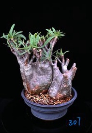 象牙宮 307　Pachypodium rosulatum ssp. gracilius/ 塊根植物 Caudex / 另售象牙宮、龜甲龍、索馬里葡萄甕、念珠橄欖/ 多肉植物