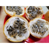 5 Biji Benih - Ecuador Orange Passion Fruit哥伦比亚黄金百香果