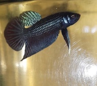 Wild betta mahachai silver hibrid male...ikan laga