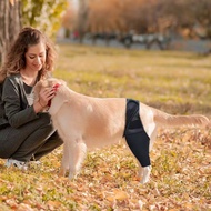 Dog Thigh Protection Cover Joint Knee Protection Leg Protection Injury Protection Postoperative Reha