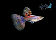 🐟Ajelis Guppy🐟 Red Grass Guppy 红草孔雀鱼 - Aquarium Ornamental Fish Tuxedo Guppy Ikan Hiasan 孔雀鱼 大尾巴 三角尾