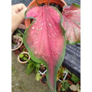 Caladium Red Ruffles / real plant 🌱