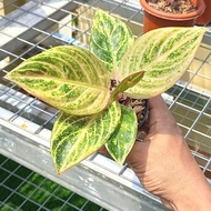 Tanaman Hias Aglaonema / Aglonema Maeswara / Maheswara Realpict