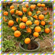 Mixed Seeds 1200PACK 50Pcs Edible Fruit Mandarin Bonsai Tree Seeds Citrus Seeds Bonsai Mandarin Oran