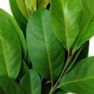 Fresh Bay Leaves Per 25 Sheets - Order Just Picked