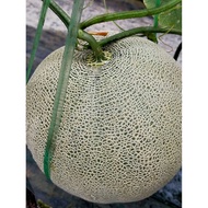 Buah Rock Melon "FREE PESTICIDE" Segar Dari Ladang Price 1 KOTAK 4KG