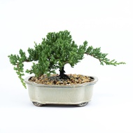 Juniper Japanese bonsai Luzon buyers only