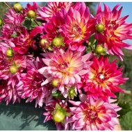 DAHLIA DINNERPLATE TUBER ID Pinkie Swear