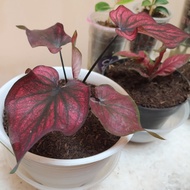 Caladium Red Stone