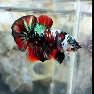 cupang Bahanan red koi copper gold