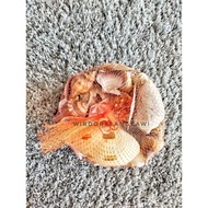 Assorted Sea Shells Aquarium Decoration
