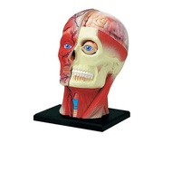 Tt 4D MASTER Humanmuscle Model Medical Neuroandiy Puzzle Assembly Ching Toy