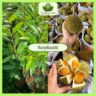 ทุเรียนจิ๋ว ต้นทาบ สูง 60-80ซม. ทุเรียนจิ๋ว เนื้อสีทอง รสหวานเข้มข้น เมล็ดใหญ่