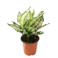 Aglaonema ‘Snow White’ / Chinese Evergreen indoor plant - air cleaning / purifying (NASA Clean Air Study)